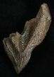Massive, High Quality Triceratops Tooth #2341-2